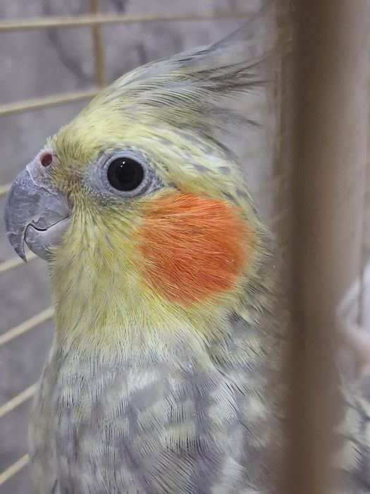 Попугай корелла двое