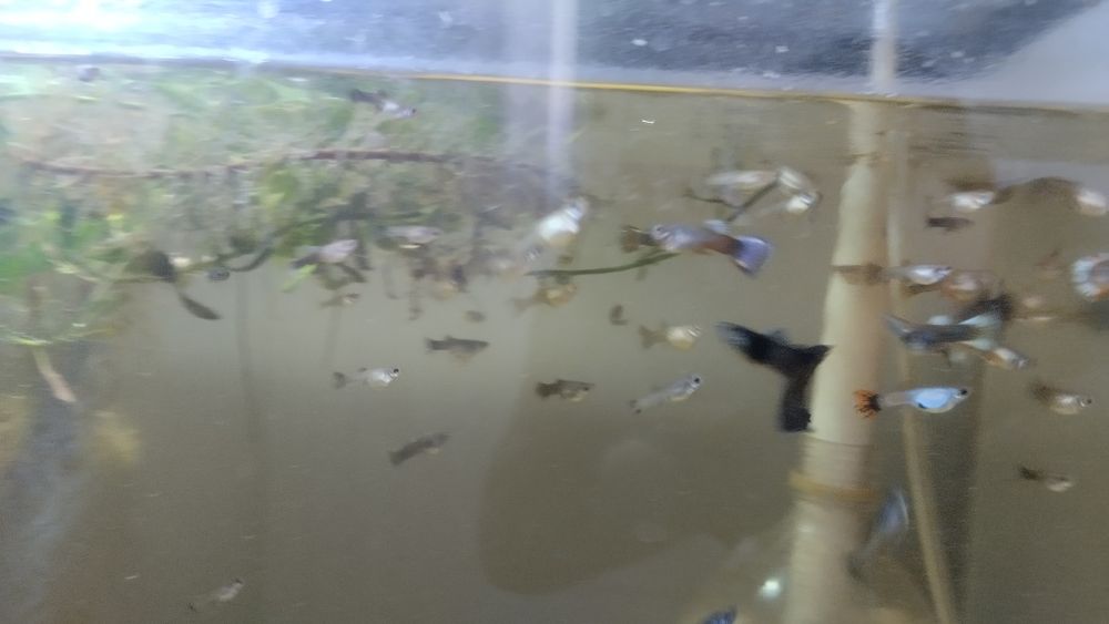 Аквариумные рыбки