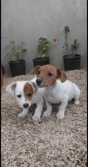 Мини Джак Ръсел  бебенца