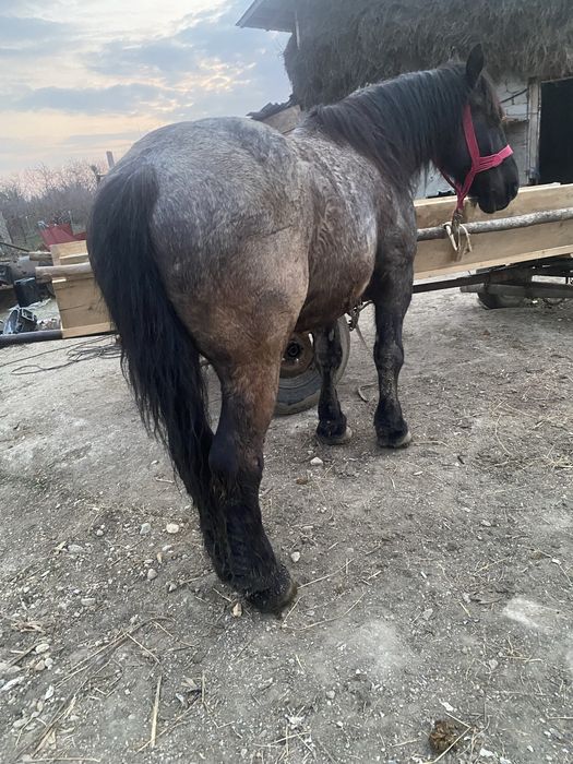 De vanzare  cal de 5 ani mai multe detali la telefon