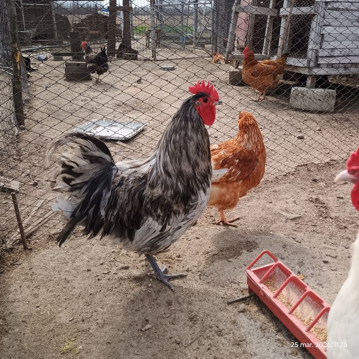 Vând cocoș Australorp
