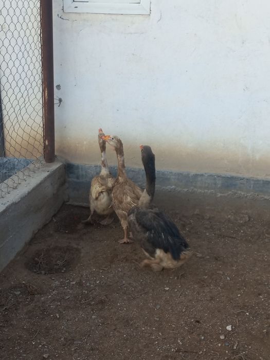 Қаздар,гусы 3 қаз