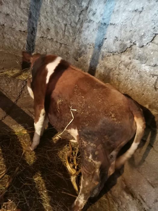 De vânzare tauras 5luni bun de crescut