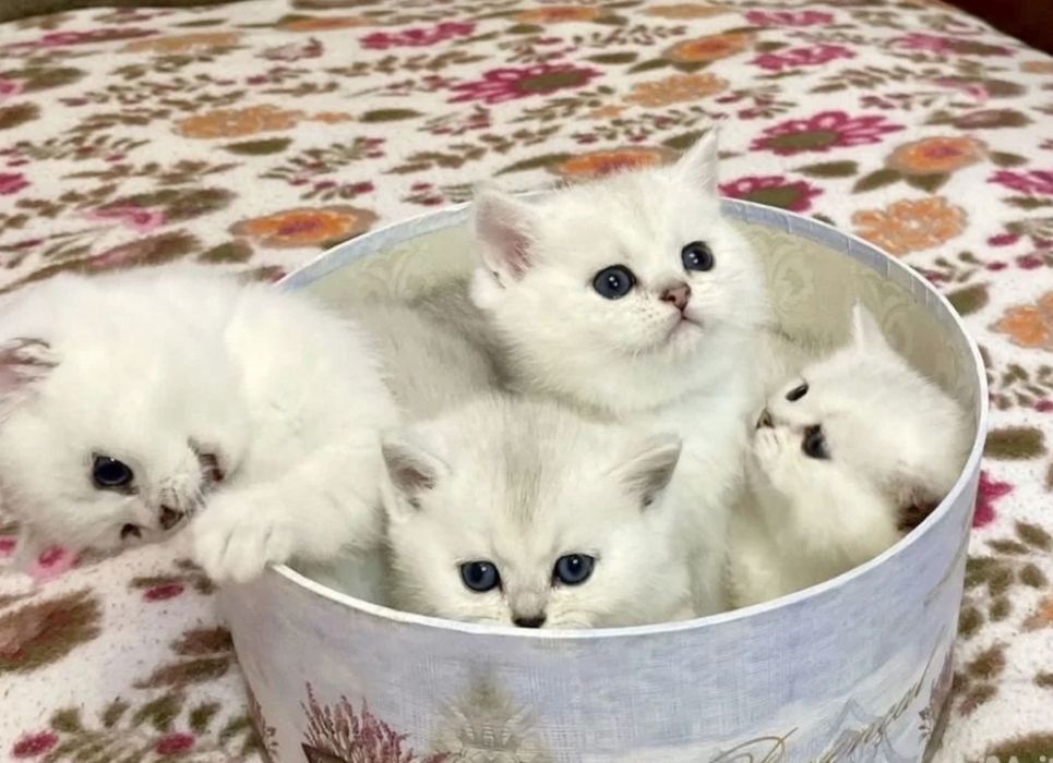 Золотые шиншиллки котята