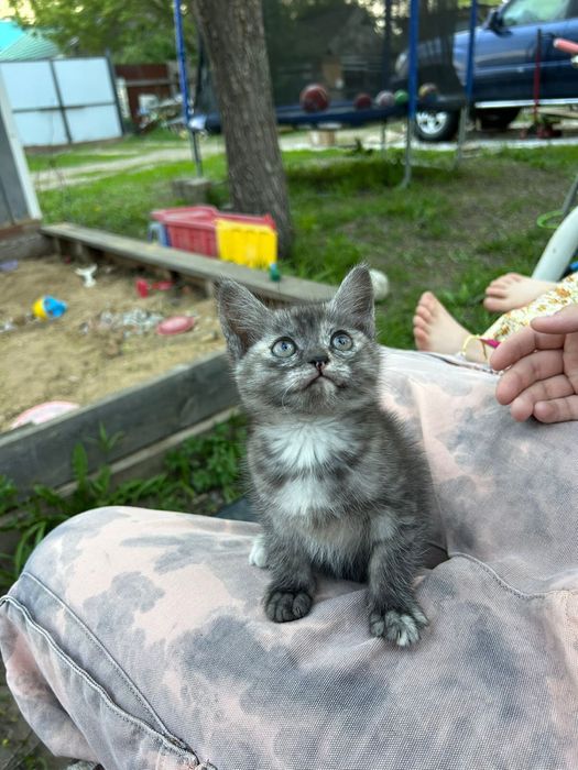 Отдам котят в добрые руки