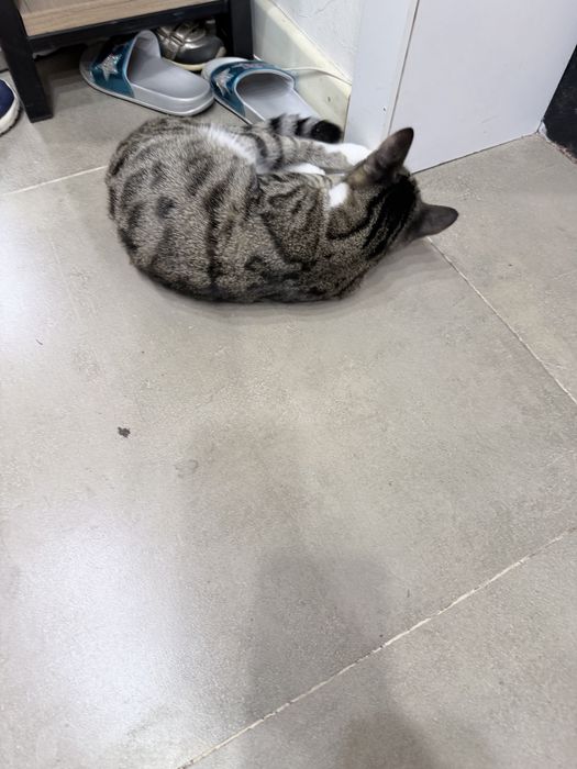 отдам котенка в добрые руки