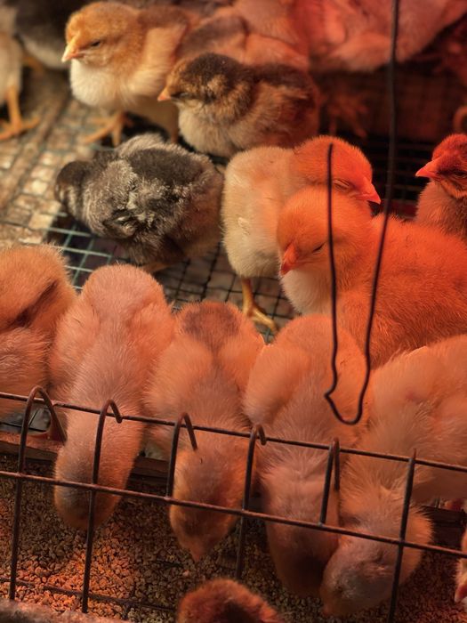 Pui din specia Wyandotte