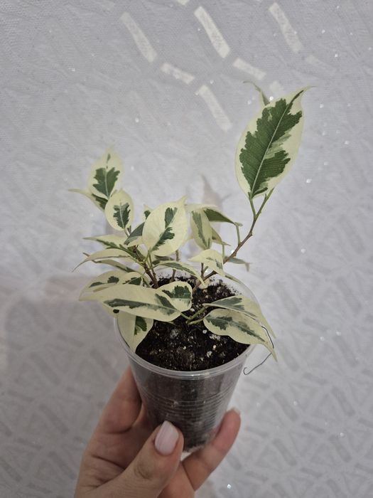 Продам разные сорта фикусов