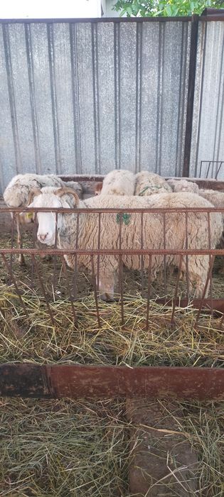 Продам Баран молодые матки жирные