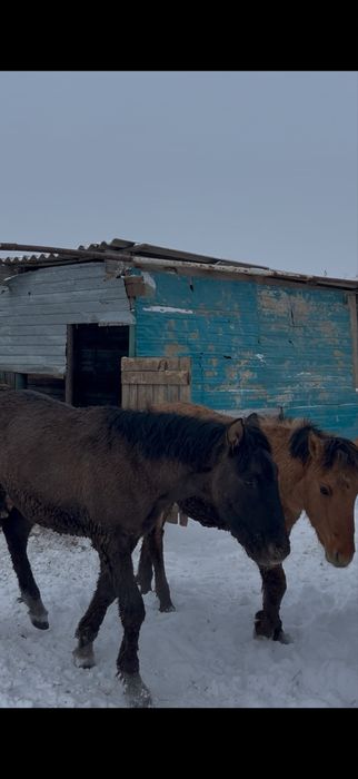 22 бас семіз жабағы