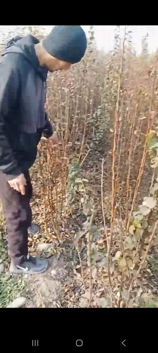 Мевлий дарах кучатлар, 15,000сумдан дехконларидан