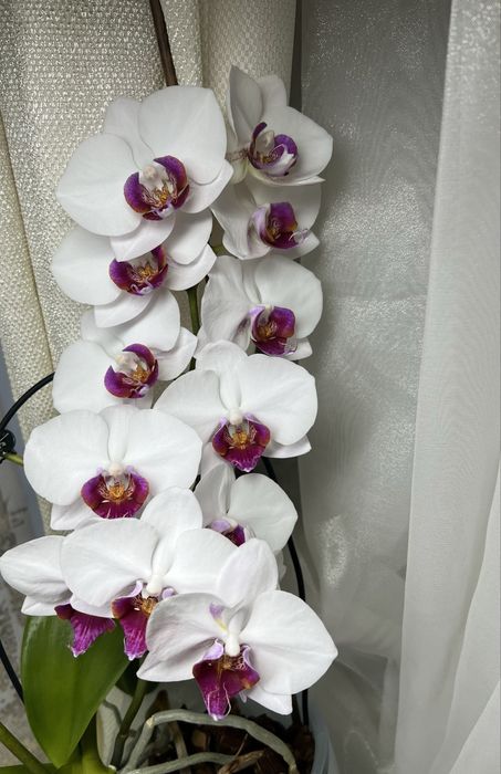 Фаленопсисы адаптированные взрослые