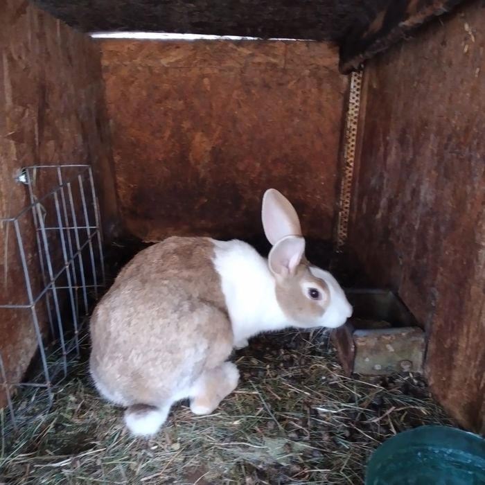 Vînd Femele Hicolle, femelă și mascul uriaș german gri