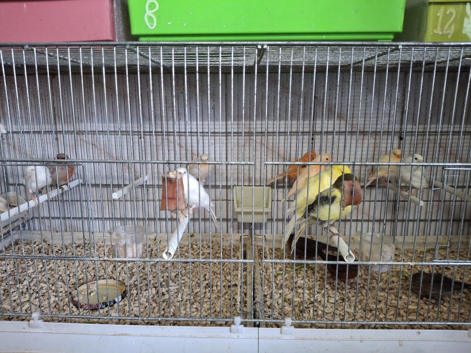 Vind canari diferite culori  100 lei