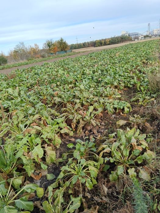 Vând sfeclă furajeră