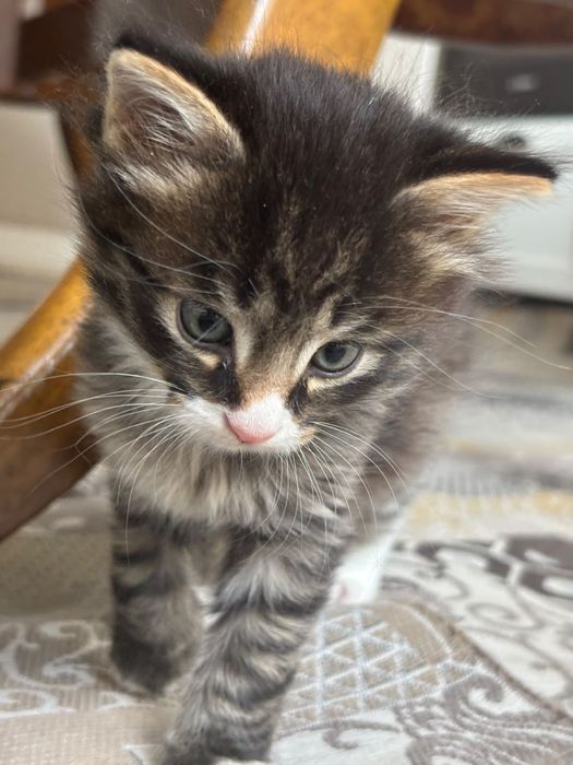 Котенок девочка отдам в хорошие руки