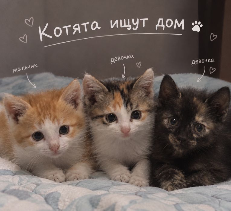 Котята в добрые руки.