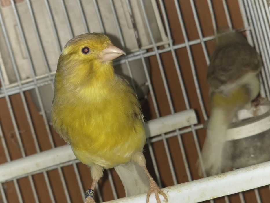 Vând canari timbrado