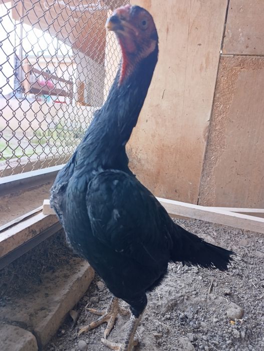 Дакан товула сотилади