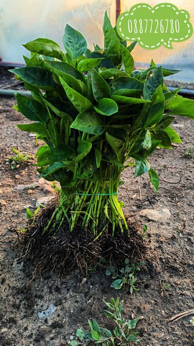 Готов разсад ранни домати краставици ягоди