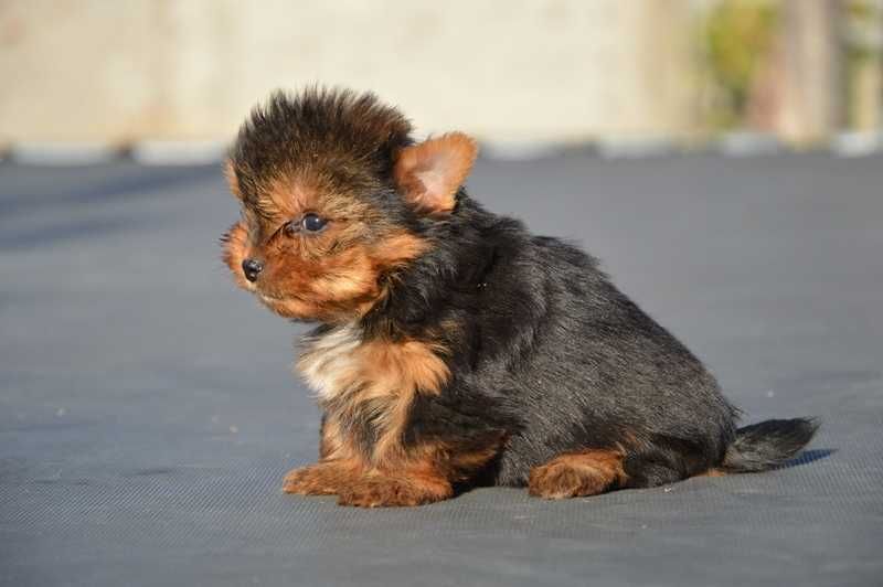 Йоркширски териер малък