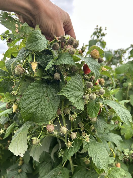 Саженцы малины сорт Мапема