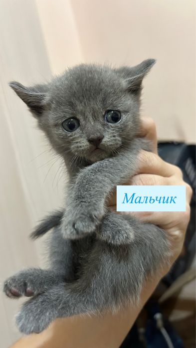 Котята британские