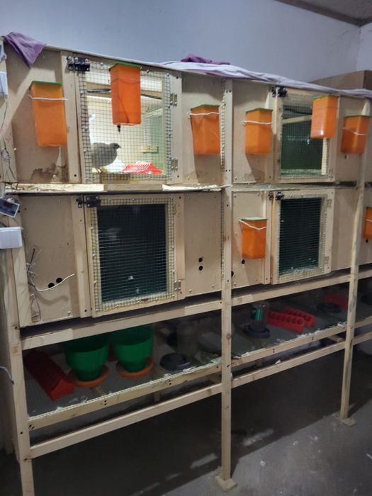 Клетки для разведения птиц ( цыплята , перепелки)