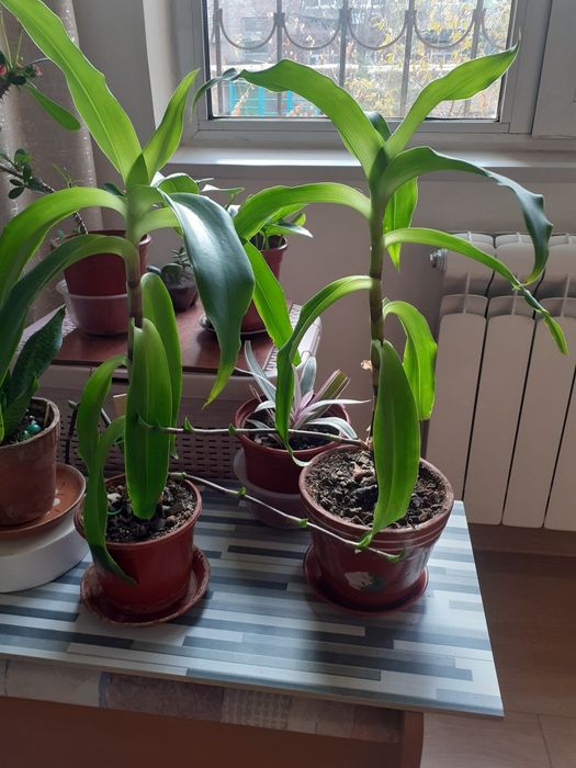 Золотой ус  60 см