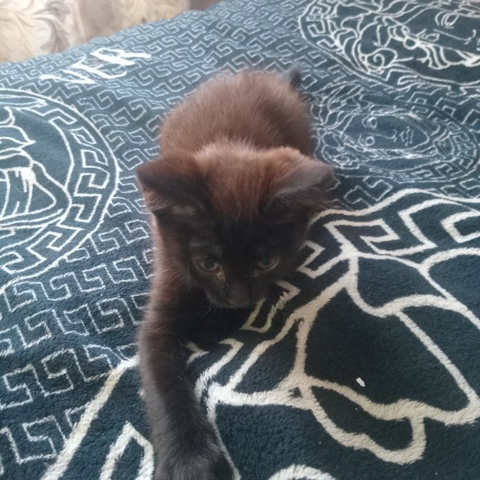 Отдам котят в добрые руки