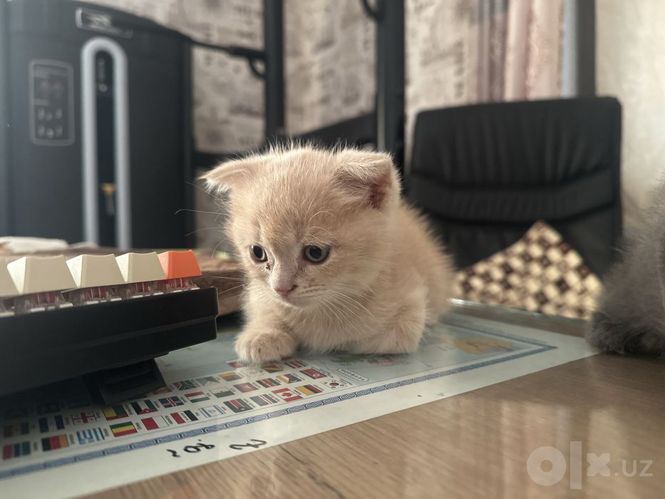 Продаются котята