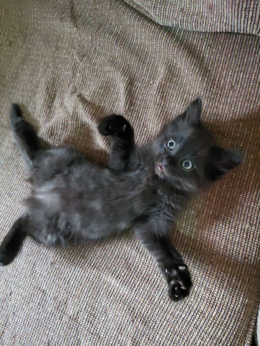 В добрые руки котенок-девочка