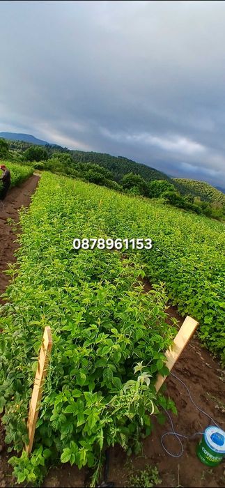 Разсад Ягоди И малини