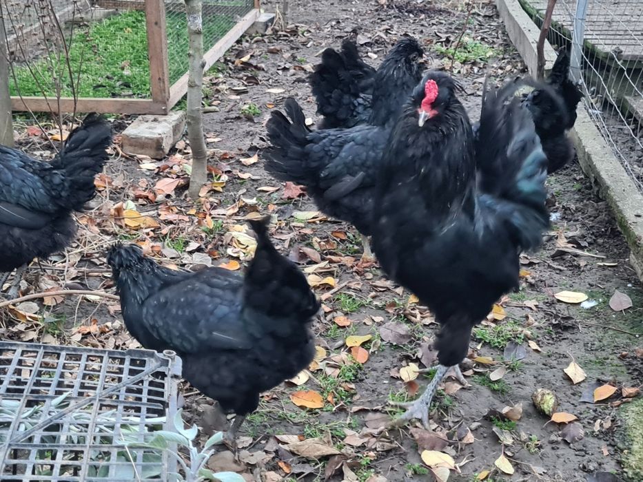 Oua incubație araucana britanica