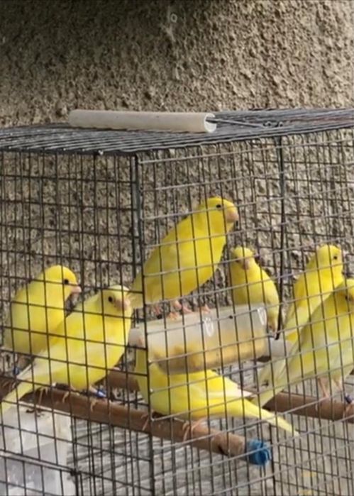 Canari de vanzare