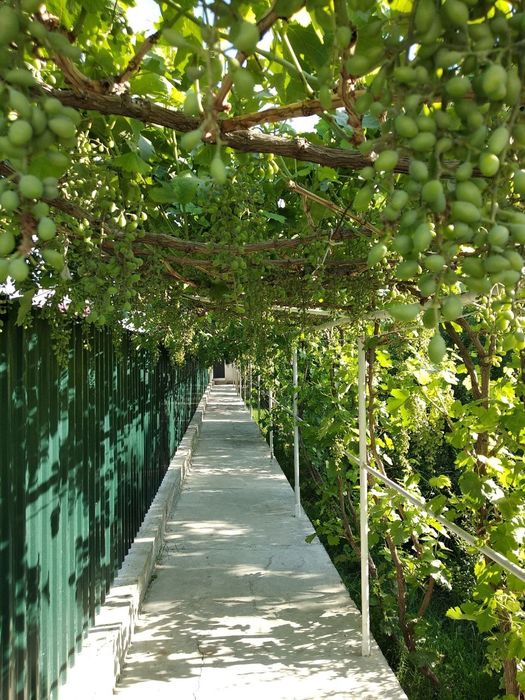 Ховли Навоий вилоят Навбахорда Арабхона