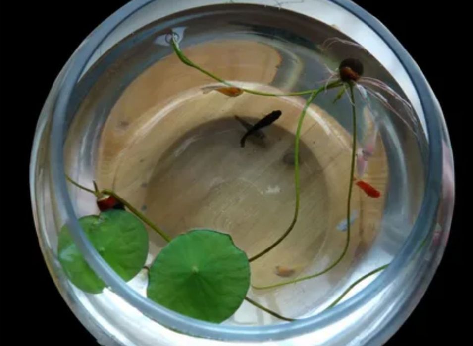 Ростки лотоса для аквариума.  Akvariumda usadigan lotos guli.