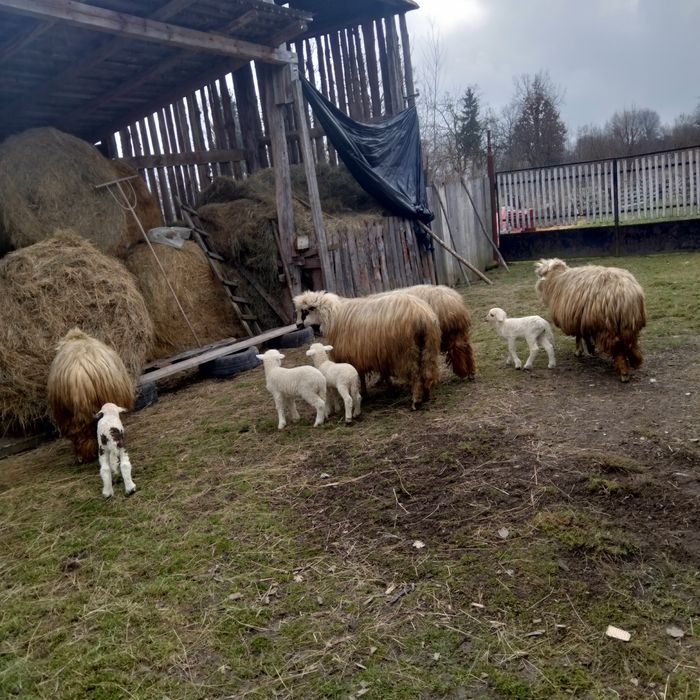 Oi de vânzare. Și miei