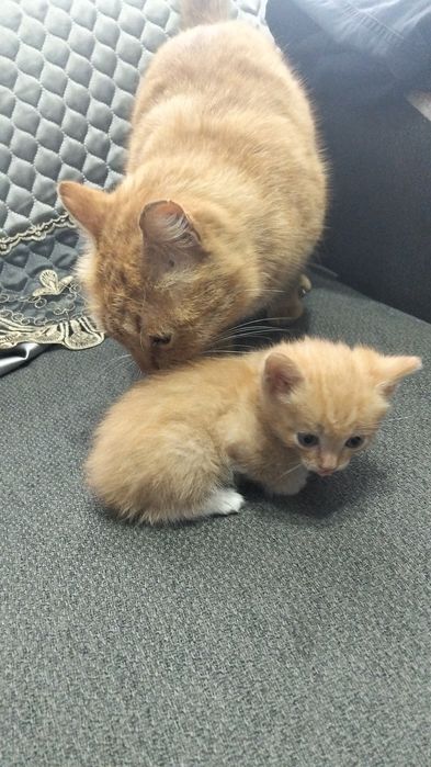 Отдам котенка мальчика ,два месяца