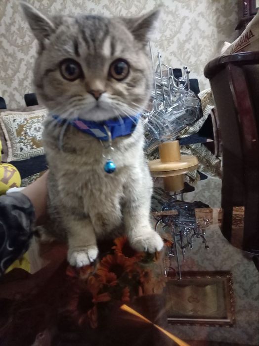 Britanskiy shinshilla 5 oylik narxi kelishamiz