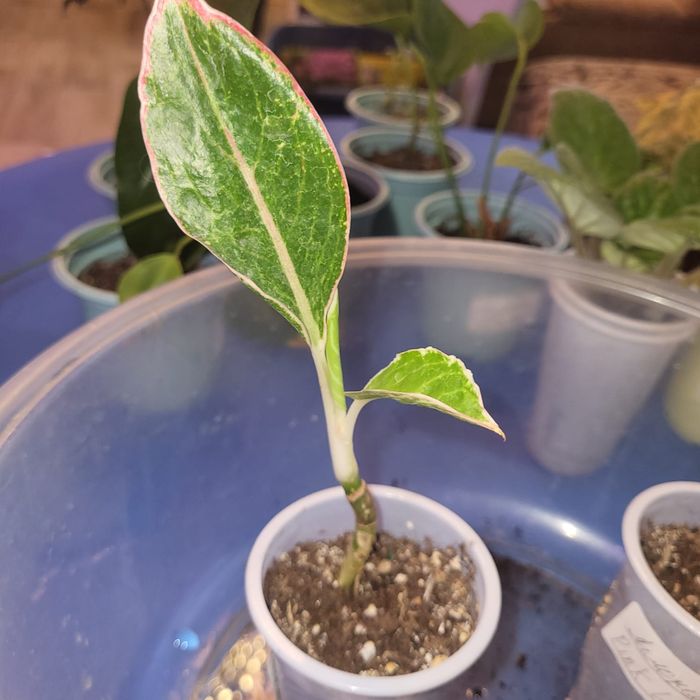 Отростки комнатных растений