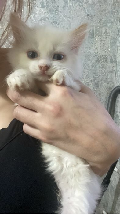 Отдам котика  2,5 месяцев