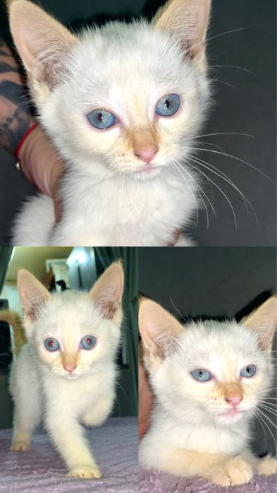 Котенок в добрые руки