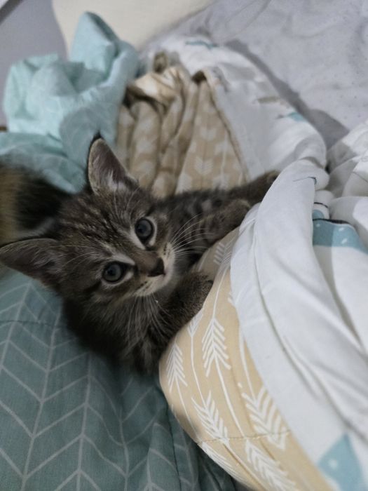 Отдам котёнка в добрые руки