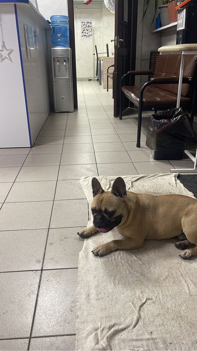 Французский бульдог