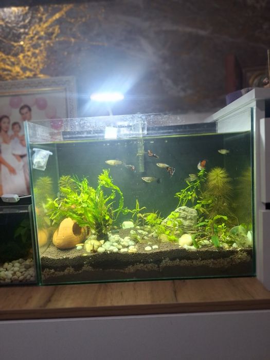 Продам Аквариум 32 литра!