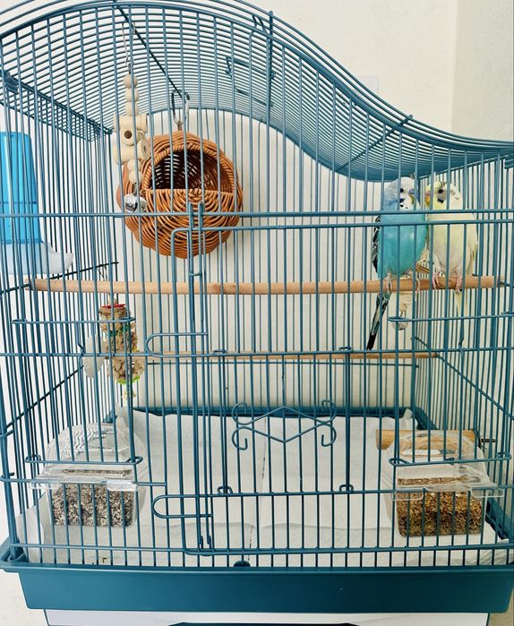 Волнистые попугаи