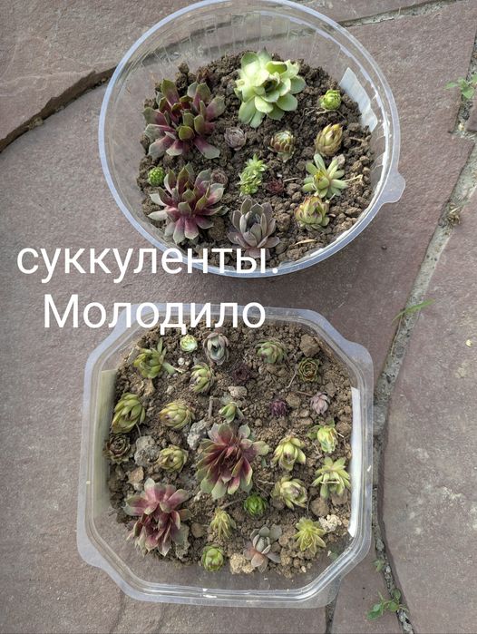 Цветы садовые разные