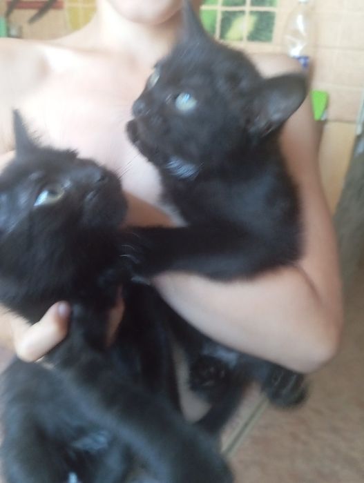 Котята район Жилянка