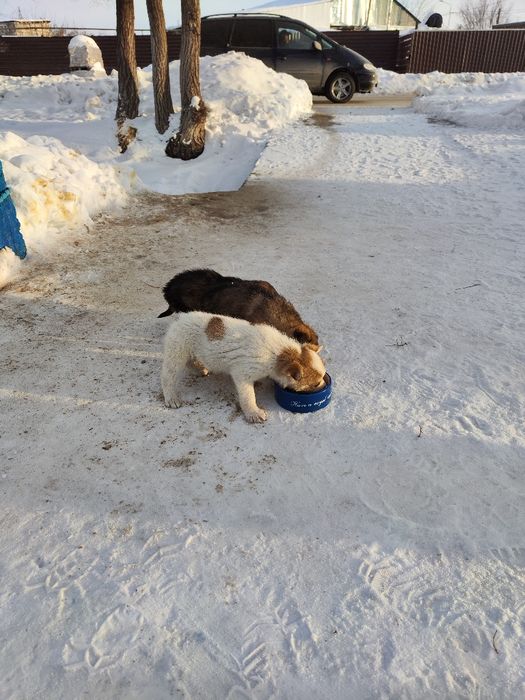 Щенята маленькие 5 штук